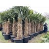 TRACHYCARPUS FORTUNEI GALÍCIA, VÝŠKA 250 CM, KMEN 110 CM