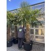 TRACHYCARPUS FORTUNEI GALÍCIA, VÝŠKA 280 CM, KMEN 110-120 CM