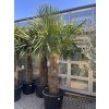 TRACHYCARPUS FORTUNEI GALÍCIA, VÝŠKA 280 CM, KMEN 110-120 CM