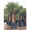 TRACHYCARPUS FORTUNEI GALÍCIA, VÝŠKA 250 CM, KMEN 110 CM