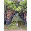 TRACHYCARPUS FORTUNEI GALÍCIA, VÝŠKA 280 CM, KMEN 110-120 CM