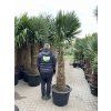 TRACHYCARPUS FORTUNEI GALÍCIA, VÝŠKA 250 CM, KMEN 110 CM