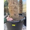 TRACHYCARPUS FORTUNEI GALÍCIA, VÝŠKA 280 CM, KMEN 110-120 CM