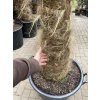 TRACHYCARPUS FORTUNEI GALÍCIA, VÝŠKA 280 CM, KMEN 110-120 CM