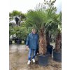 TRACHYCARPUS FORTUNEI GALÍCIA, VÝŠKA 250 CM, KMEN 110 CM