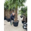 TRACHYCARPUS FORTUNEI GALÍCIA, VÝŠKA 320 CM, KMEN 140-150 CM