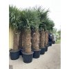 TRACHYCARPUS FORTUNEI GALÍCIA, VÝŠKA 320 CM, KMEN 140-150 CM