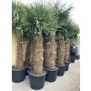 TRACHYCARPUS FORTUNEI GALÍCIA, VÝŠKA 280 CM, KMEN 120-130 CM