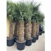TRACHYCARPUS FORTUNEI GALÍCIA, VÝŠKA 320 CM, KMEN 140-150 CM
