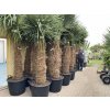 TRACHYCARPUS FORTUNEI GALÍCIA, VÝŠKA 320 CM, KMEN 140-150 CM