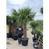 TRACHYCARPUS FORTUNEI GALÍCIA, VÝŠKA 320 CM, KMEN 140-150 CM