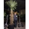 TRACHYCARPUS FORTUNEI GALÍCIA, VÝŠKA 280 CM, KMEN 120-130 CM