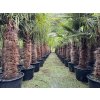 TRACHYCARPUS FORTUNEI GALÍCIA, VÝŠKA 320 CM, KMEN 140-150 CM