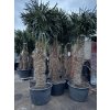 TRACHYCARPUS FORTUNEI GALÍCIA, VÝŠKA 320 CM, KMEN 140-150 CM
