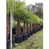 TRACHYCARPUS FORTUNEI GALÍCIA, VÝŠKA 320 CM, KMEN 140-150 CM
