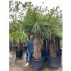 TRACHYCARPUS FORTUNEI GALÍCIA, VÝŠKA 280 CM, KMEN 120-130 CM