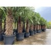 TRACHYCARPUS FORTUNEI GALÍCIA, VÝŠKA 320 CM, KMEN 140-150 CM