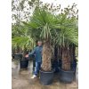 TRACHYCARPUS FORTUNEI GALÍCIA, VÝŠKA 320 CM, KMEN 140-150 CM