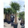 TRACHYCARPUS FORTUNEI GALÍCIA, VÝŠKA 320 CM, KMEN 140-150 CM