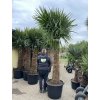 TRACHYCARPUS FORTUNEI GALÍCIA, VÝŠKA 280 CM, KMEN 120-130 CM