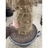 TRACHYCARPUS FORTUNEI GALÍCIA, VÝŠKA 320 CM, KMEN 140-150 CM