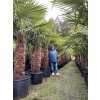 TRACHYCARPUS FORTUNEI GALÍCIA, VÝŠKA 320 CM, KMEN 140-150 CM
