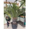 Macrozamia moorei 220 cm