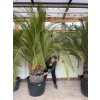 Macrozamia moorei 220 cm