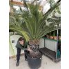 Macrozamia moorei 220 cm