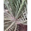 Macrozamia moorei 180 cm