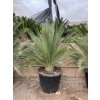 Macrozamia moorei 180 cm