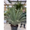 Macrozamia moorei 180 cm