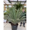 Macrozamia moorei 180 cm