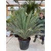 Macrozamia moorei 180 cm