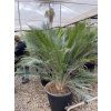 Macrozamia communis 150 cm