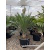 Macrozamia communis 150 cm
