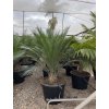 Macrozamia communis 180 cm