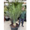 Macrozamia communis 150 cm