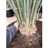 Macrozamia communis 150 cm