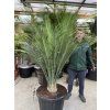 Macrozamia communis 150 cm