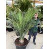 Macrozamia communis 150 cm