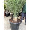 Macrozamia communis 150 cm