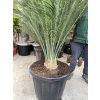 Macrozamia communis 180 cm