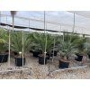 Macrozamia communis 150 cm