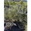 yucca elata 80 cm