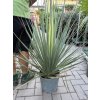 Nolina Hibernica 100 cm
