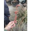 hesperaloe parviflora, -22°C, 100 cm