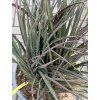 hesperaloe parviflora, -22°C, 100 cm