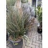 hesperaloe parviflora, -22°C, 100 cm