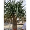 Dracena Drago 300 cm